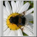 Eristalis intricaria - Hummel-Keilfleckschwebfliege w08.jpg